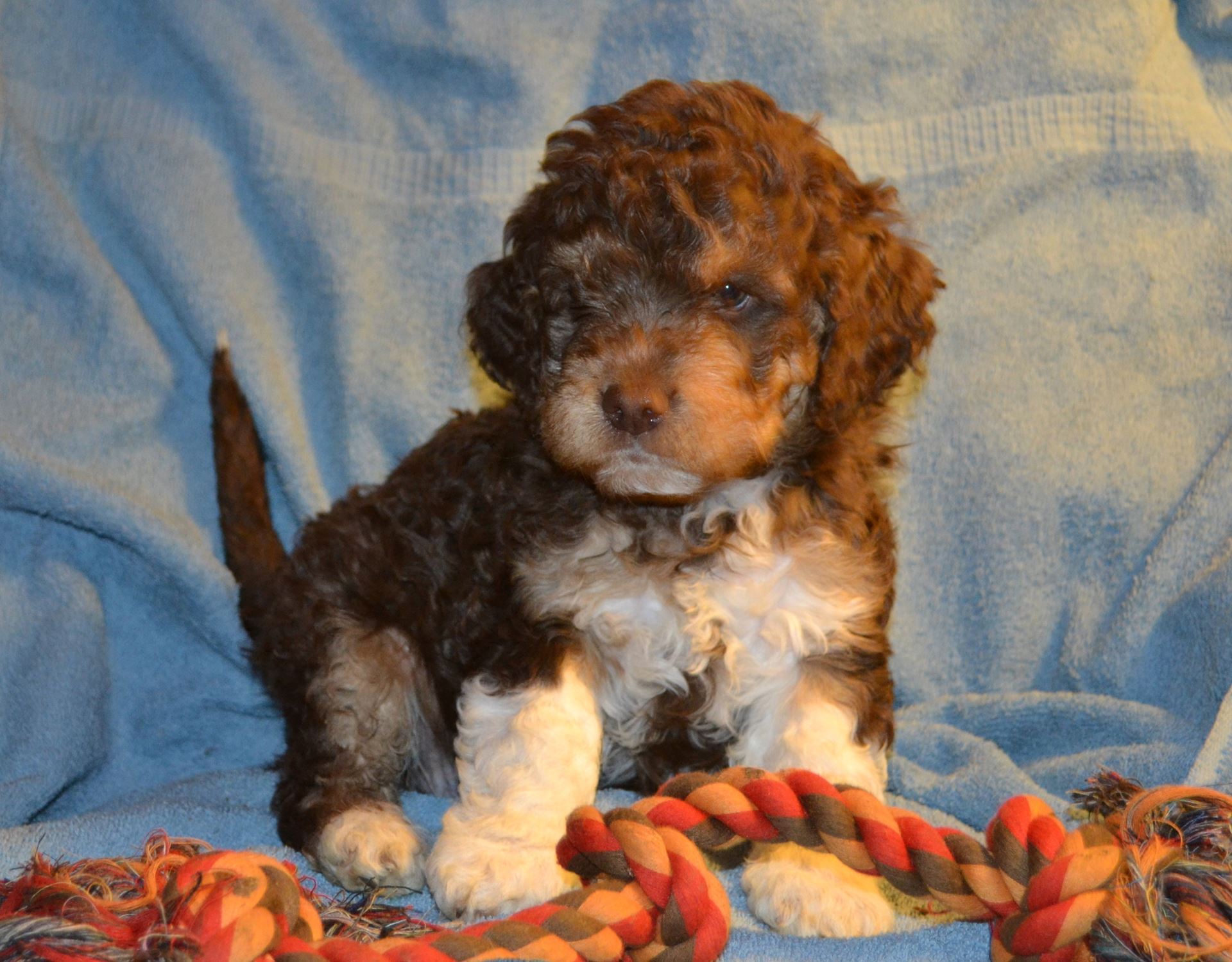 lagotto puppies for sale near me